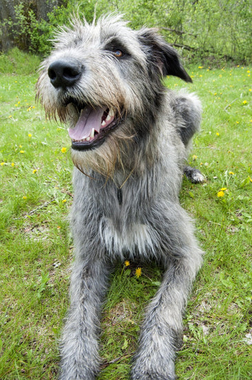 Husky Irish Wolfhound Corgi Mix The Irish Wolfhound A Majestic
